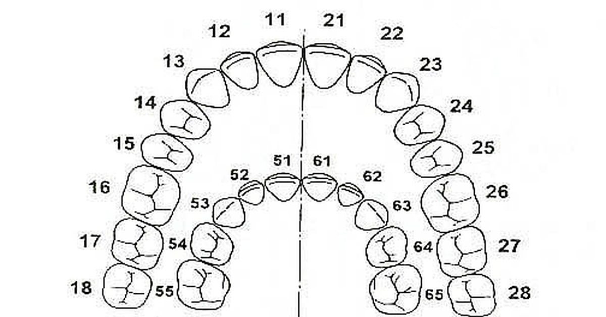 Логика нумерации зубов